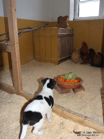 Ilario i hønsehuset
