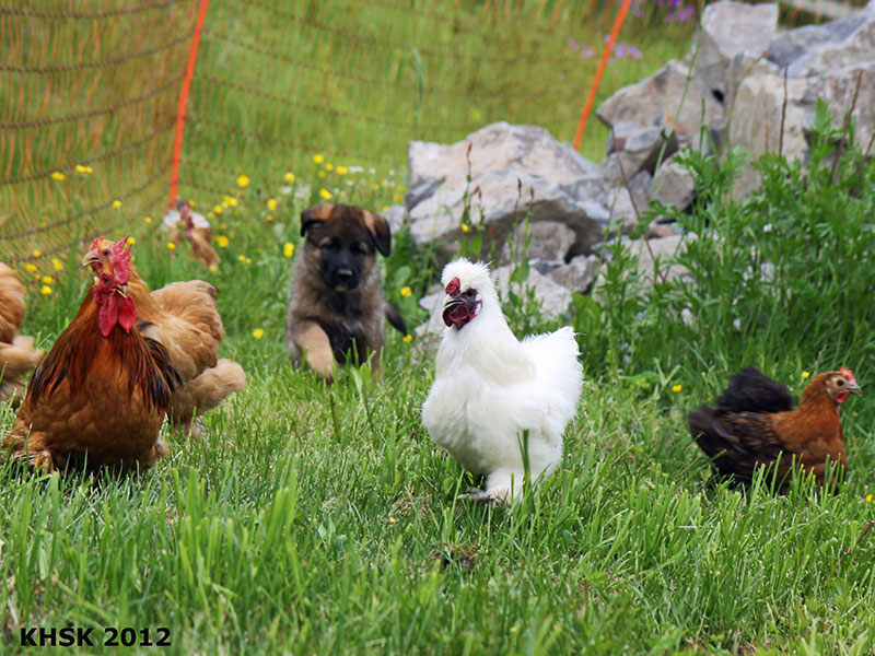 Spennende med kyllinger