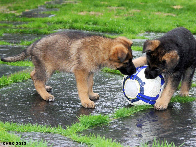 skal vi spille fotball?