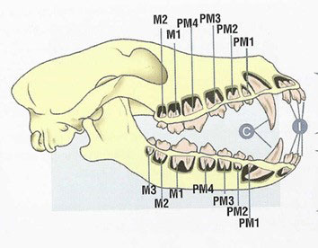 Hundens tenner sett i profil, I er inciver fortenner, C er caninus hjørnetann, P er premolarer fremre kjevetenner og M er molarer bakre kjevetenner.