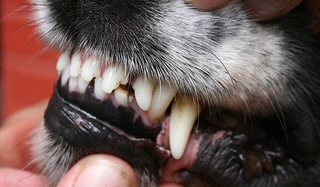 En eldre hund med et korrekt saksebitt. En av framtennene i underkjeven har en skade som ikke påvirker bittet