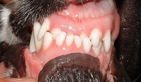 Denne hunden har fire tenner som står feil og som danner et omvendt saksebitt. Mange regner dette som et underbitt.